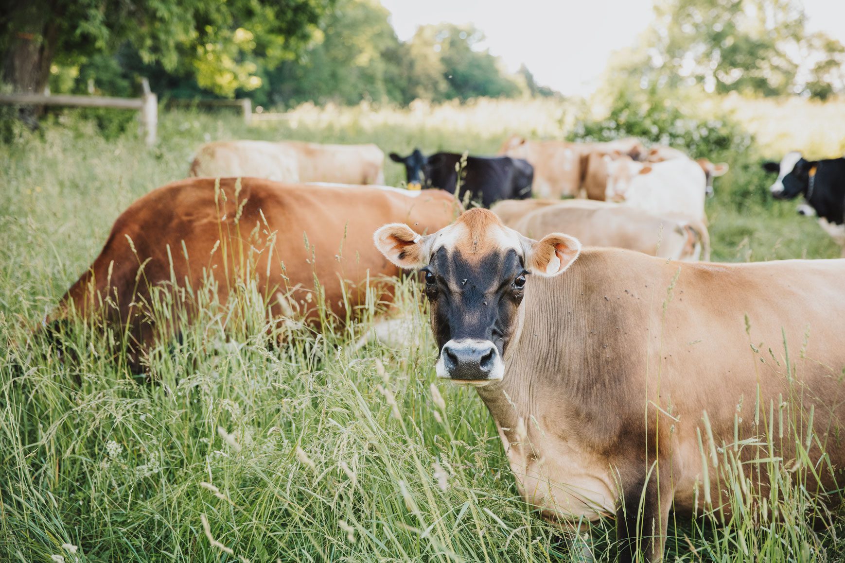 Cows eating grass in a field