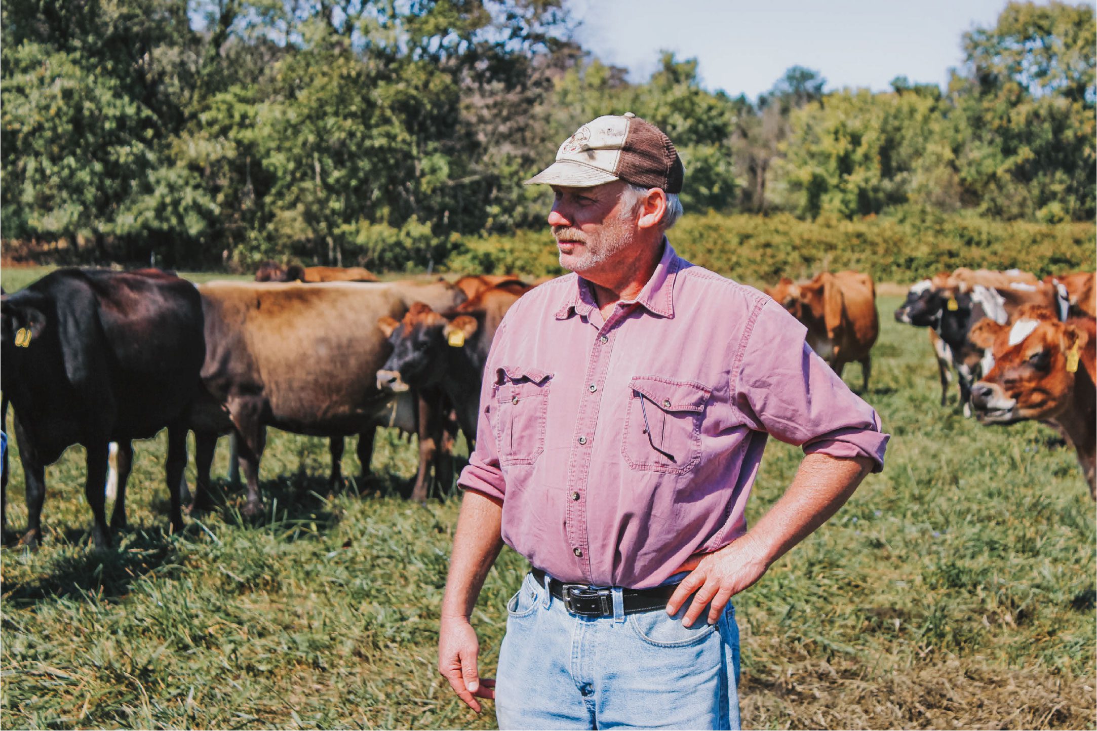 Farmer in a field with cows